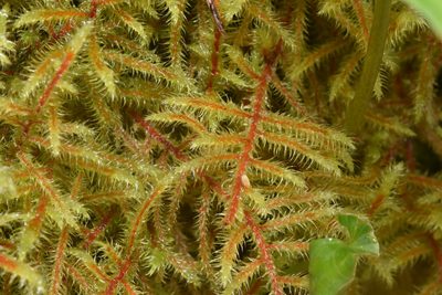 Rhytidiadelphus loreus, photographed by Braden J. Judson