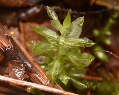 Plagiomnium insigne, photographed by Braden J. Judson