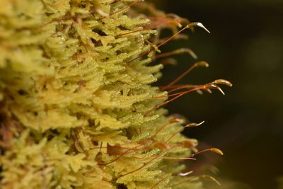 Stereodon subimponens, photographed by Braden J. Judson