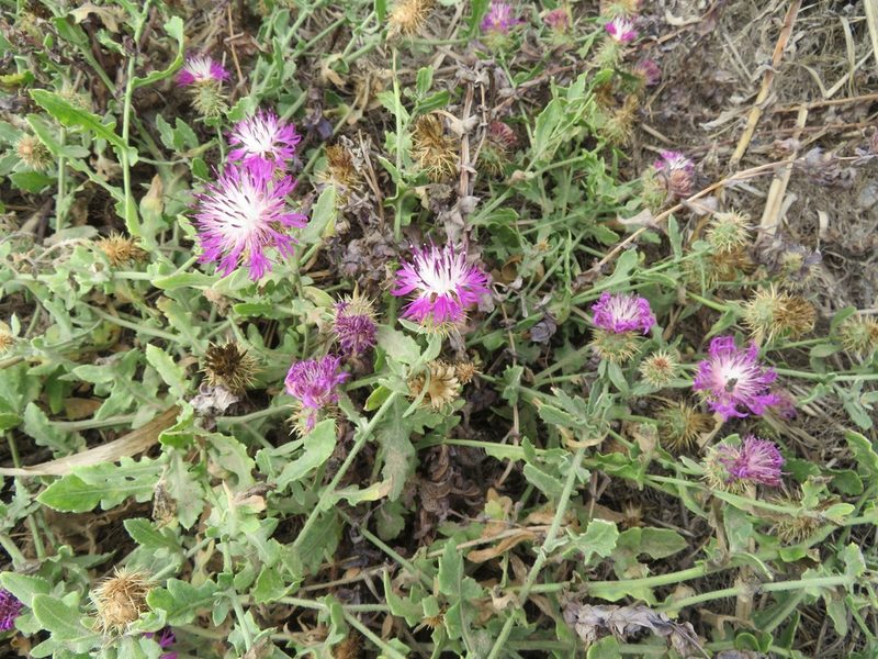 Centaurea sphaerocephala, photographed by Marco Mussita