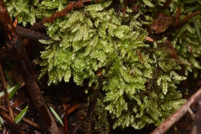 Pseudotaxiphyllum elegans, photographed by Braden J. Judson