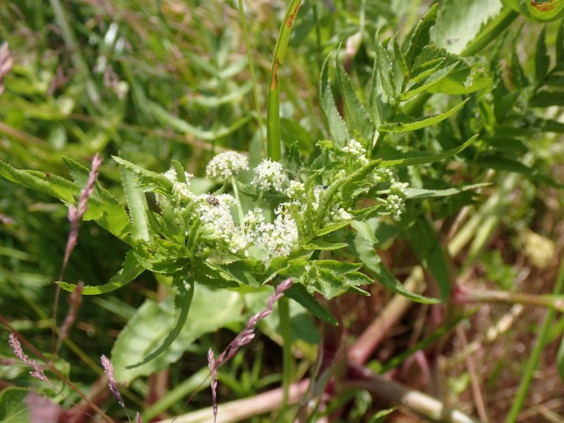 Helosciadium nodiflorum, photographed by David Delon