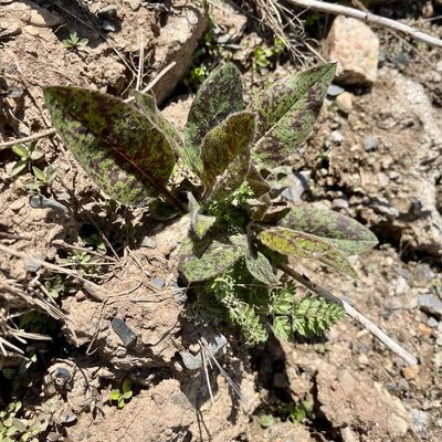 Hieracium maculatum, photographed by Jamie VanBuskirk
