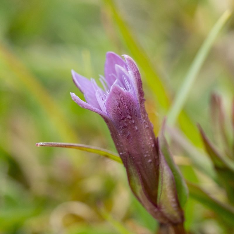 Gentianella amarella, photographed by Daniel Greenwood