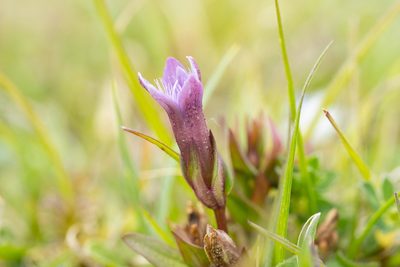 Gentianella amarella, photographed by Daniel Greenwood