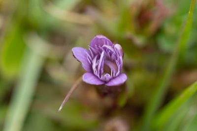 Gentianella amarella, photographed by Daniel Greenwood