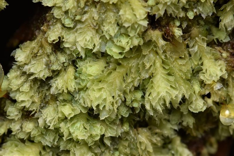 Schistochilopsis incisa, photographed by Braden J. Judson