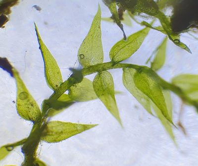 Hygroamblystegium varium, photographed by Jonathan Hughes