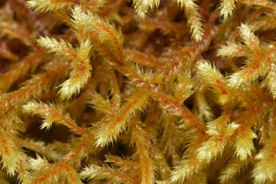 Antitrichia curtipendula, photographed by Braden J. Judson