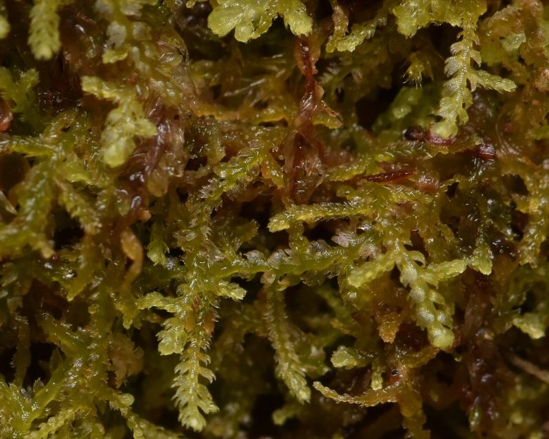Lepidozia reptans, photographed by Braden J. Judson