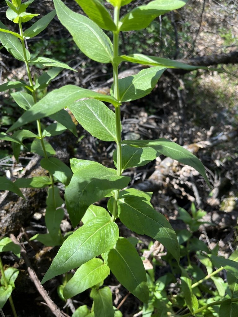 Pycnanthemum californicum, photographed by Justin Felder
