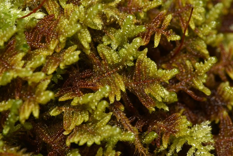 Calliergonellopsis dieckii, photographed by Braden J. Judson
