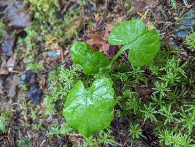 Adenocaulon bicolor, photographed by Braden J. Judson