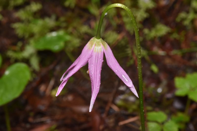 Erythronium revolutum, photographed by Braden J. Judson