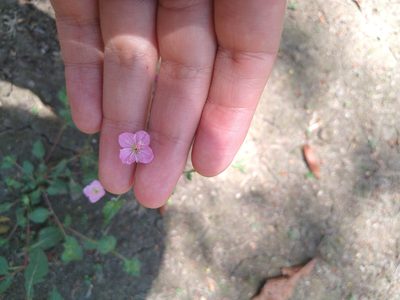 Oenothera rosea, photographed by Jordi Martínez Martínez