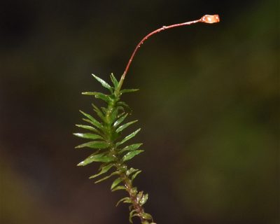 Pogonatum contortum, photographed by Braden J. Judson