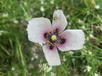 Papaver somniferum, photographed by Katarzyna Żarnowiec