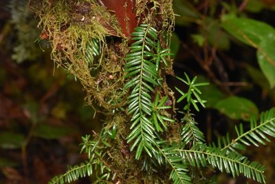 Taxus brevifolia, photographed by Braden J. Judson