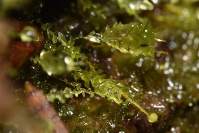 Tetraphis pellucida, photographed by Braden J. Judson