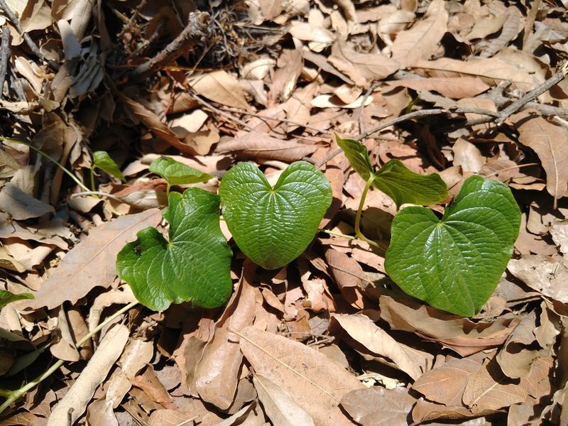 Dioscorea galeottiana, photographed by Jordi Martínez Martínez