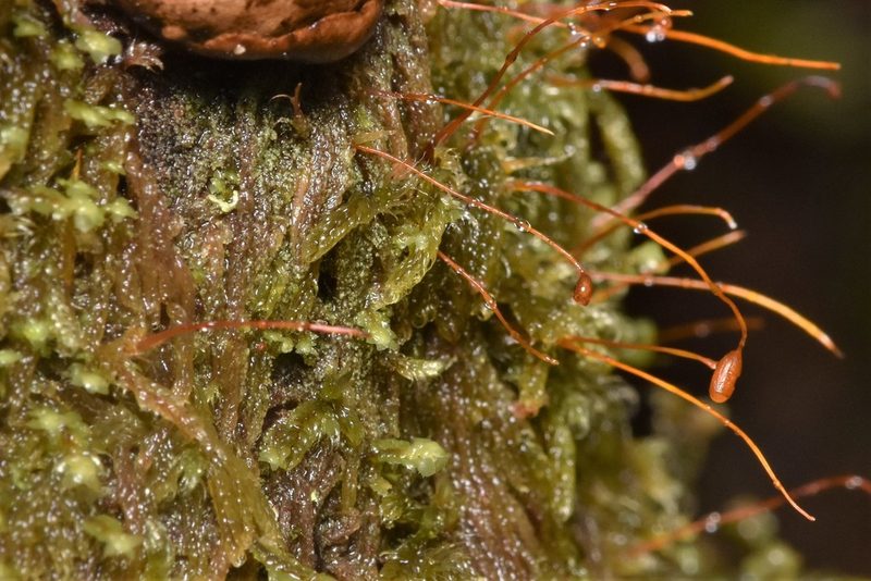 Trochophyllohypnum circinale, photographed by Braden J. Judson