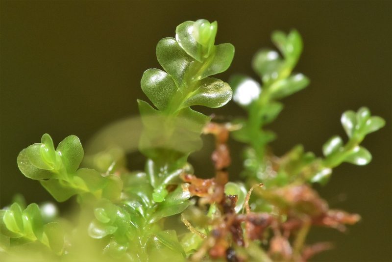 Chiloscyphus polyanthos, photographed by Braden J. Judson