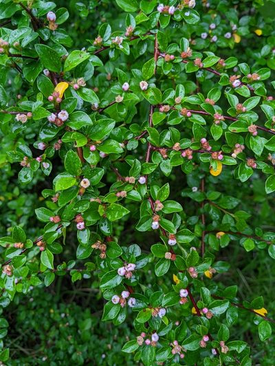 Cotoneaster divaricatus, photographed by Tobias Schönberg