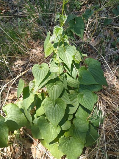 Dioscorea galeottiana, photographed by Jordi Martínez Martínez