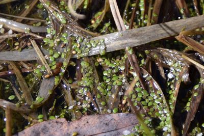 Lemna minor, photographed by Syd Cannings