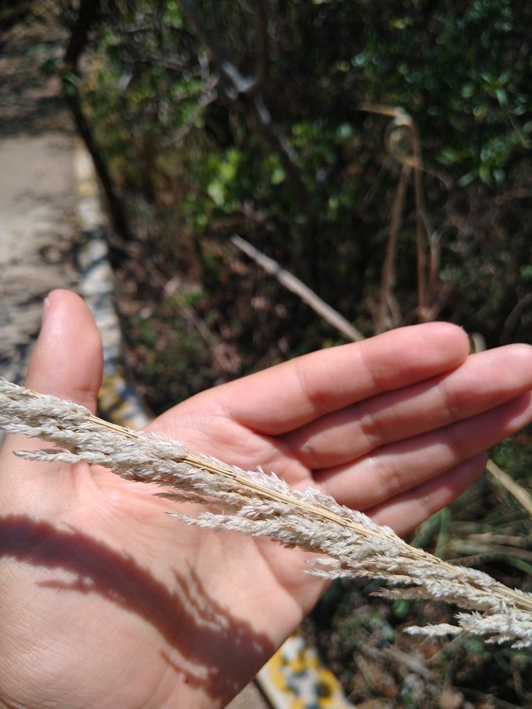 Muhlenbergia robusta, photographed by Jordi Martínez Martínez