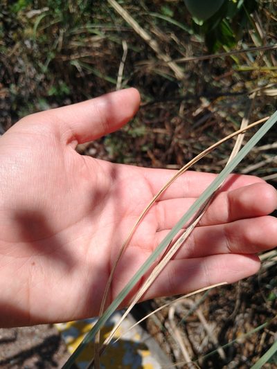 Muhlenbergia robusta, photographed by Jordi Martínez Martínez