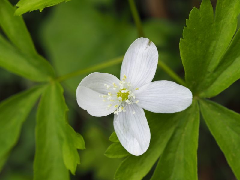 Anemonoides piperi, photographed by John G. Phillips