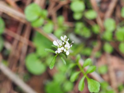 Cardamine hirsuta, photographed by John G. Phillips