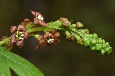 Ribes bracteosum, photographed by Braden J. Judson