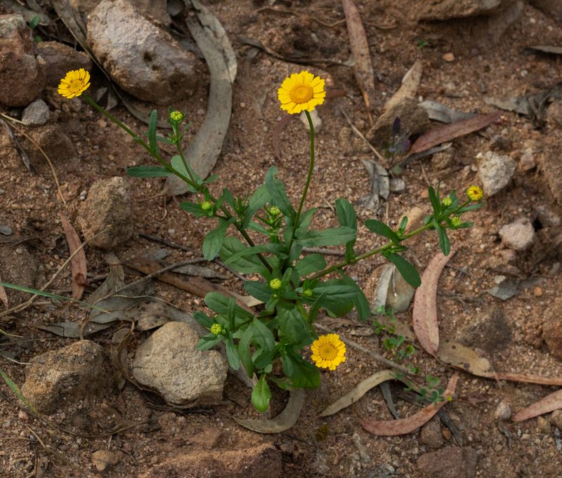 Coleostephus myconis, photographed by Daniela Costa