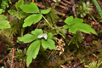 Anemonoides grayi, photographed by Braden J. Judson