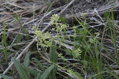 Microthlaspi perfoliatum, photographed by Liubov Ilminska