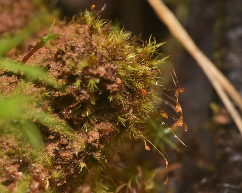 Dicranella heteromalla, photographed by Braden J. Judson
