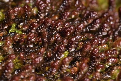 Scapania americana, photographed by Braden J. Judson