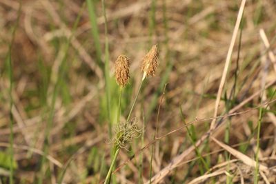 Carex michelii, photographed by Liubov Ilminska