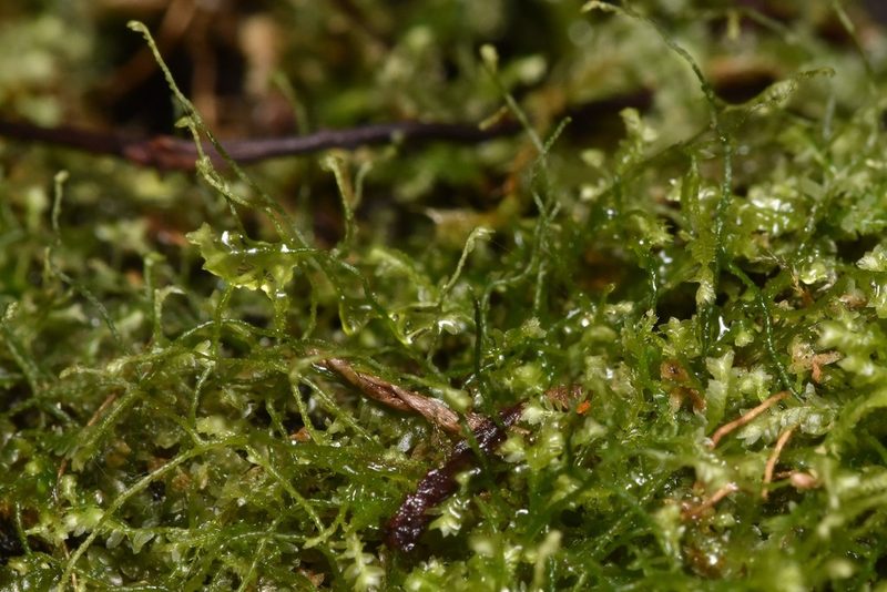 Bazzania denudata, photographed by Braden J. Judson