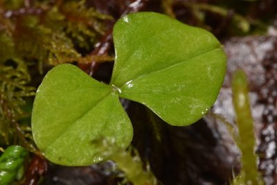 Neottia cordata, photographed by Braden J. Judson
