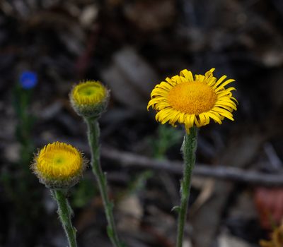 Pulicaria odora, photographed by Daniela Costa