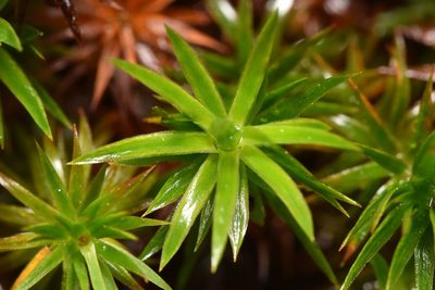 Polytrichum formosum, photographed by Braden J. Judson