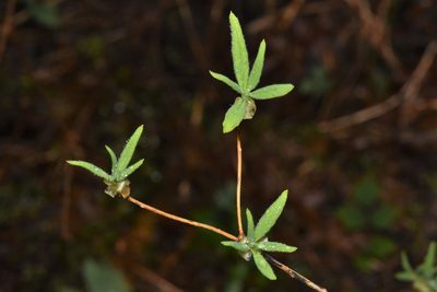 Rhododendron menziesii, photographed by Braden J. Judson