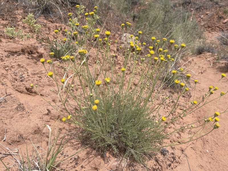 Hymenopappus filifolius, photographed by Robbie Hannawacker