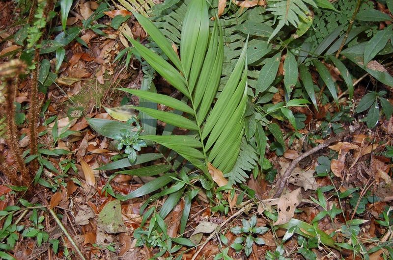 Chamaedorea ibarrae, photographed by Neptalí Ramírez Marcial