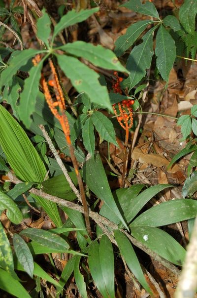 Chamaedorea ibarrae, photographed by Neptalí Ramírez Marcial