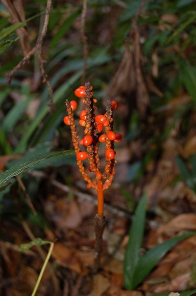 Chamaedorea ibarrae, photographed by Neptalí Ramírez Marcial
