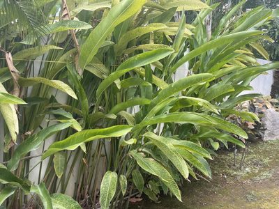 Heliconia rostrata, photographed by Steve Oziel